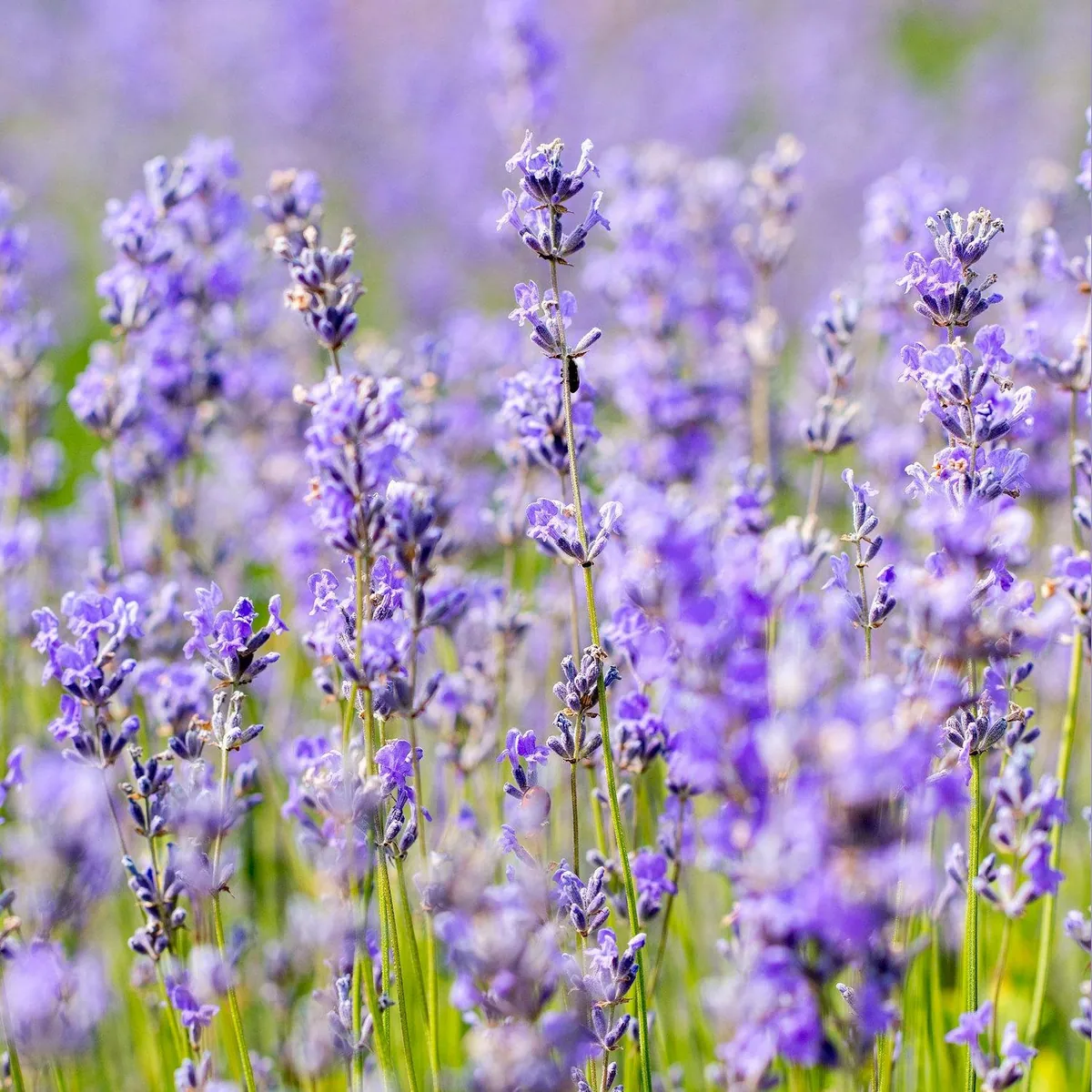Weleda Lavendel Entspannungs-Öl, beruhigende Massageformel mit Mandel- und Sesamöl 2